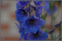 bloemen langs de weg