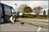 Kip lamgs de weg