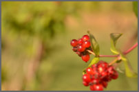 natuur