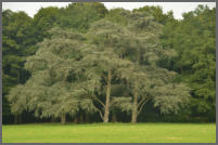 mooie bomen