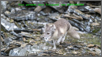 foto genomen door fotograaf van HURTIGRUTEN