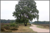 Een indrukwekkende boom