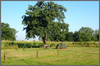 Onder de kersenboom
